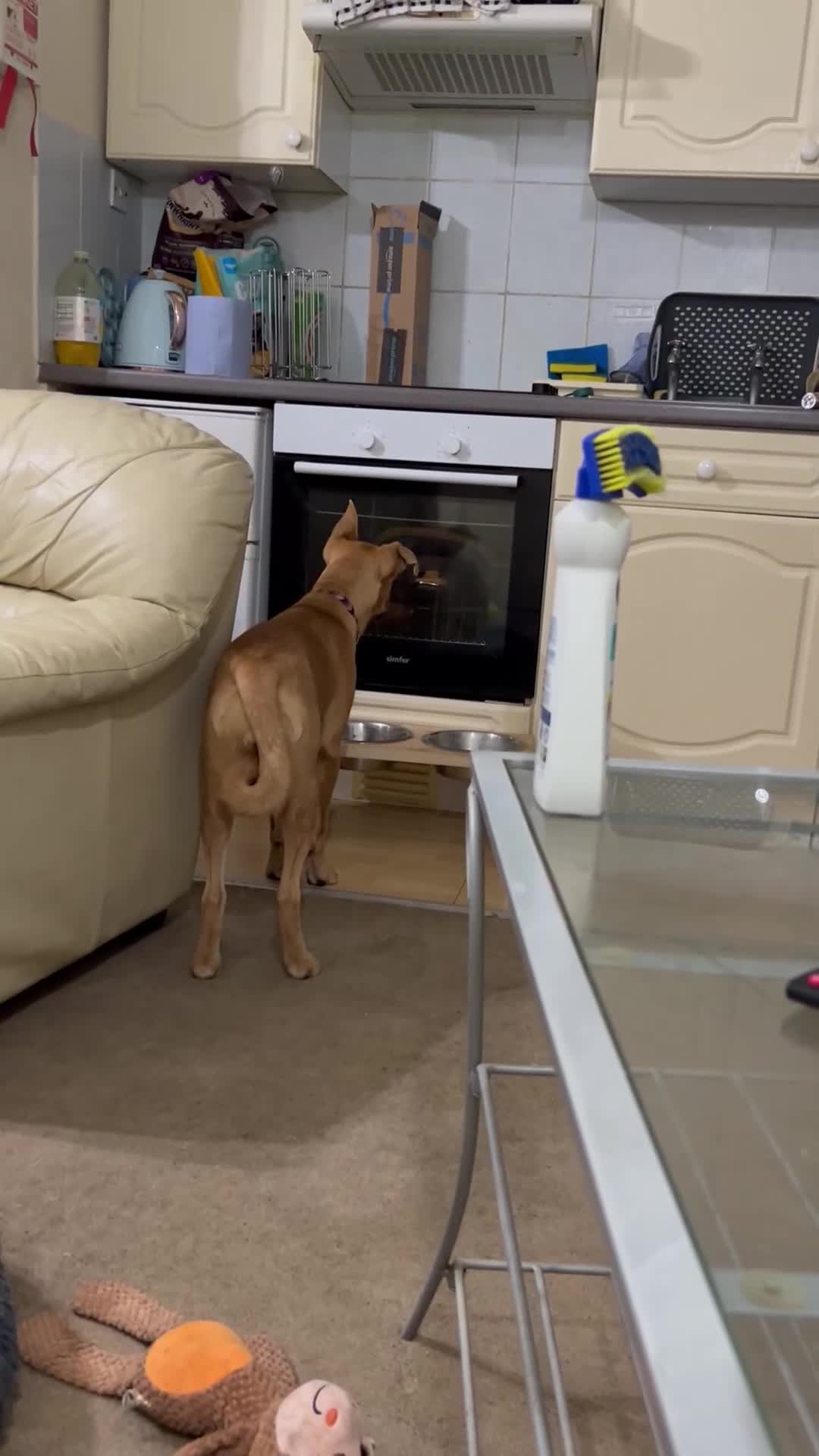 Mixed Breed dogs for sale: Nala  in Basingstoke - Video 1