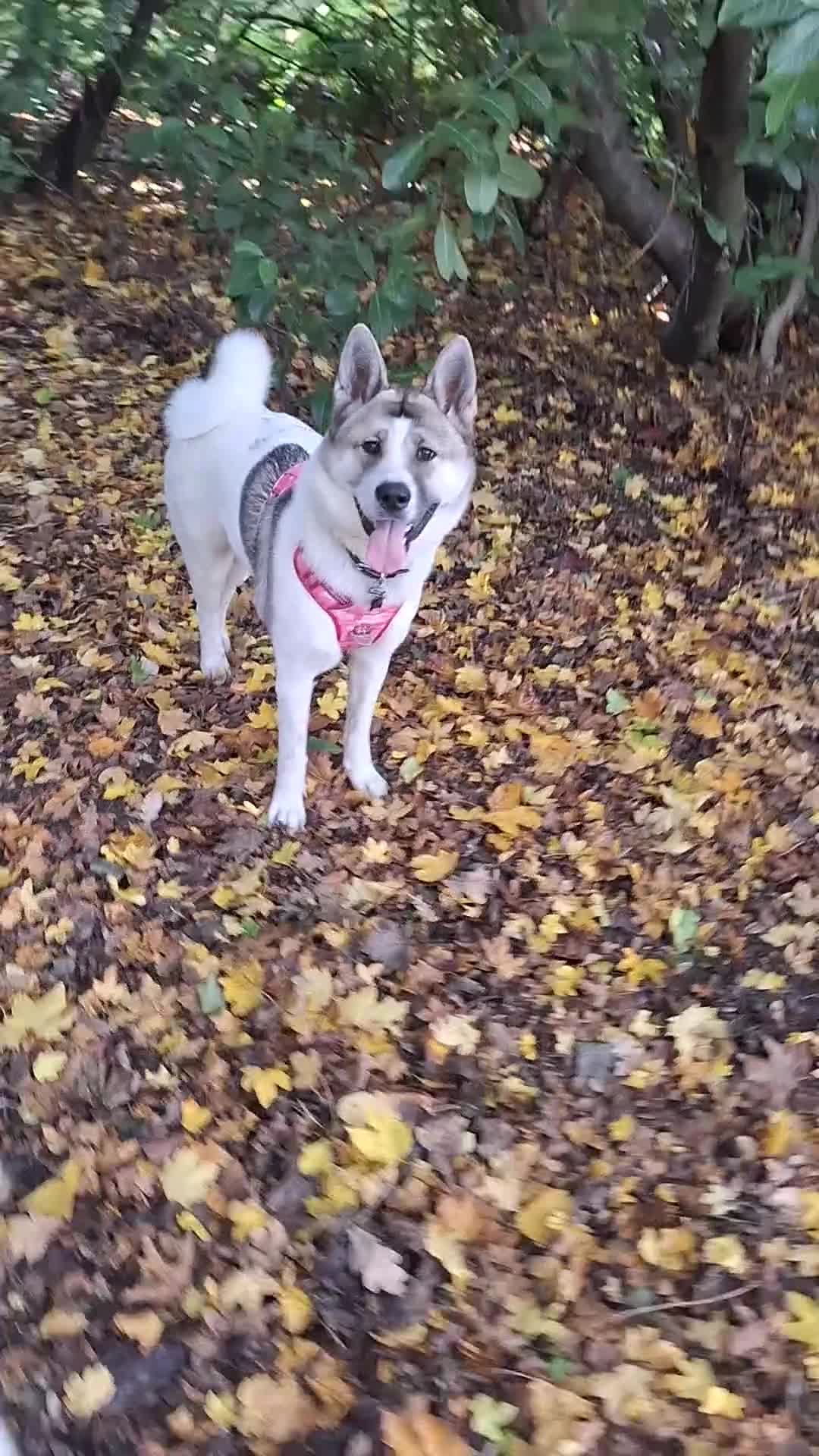 Akita dogs for sale: Sweet Akita Girl - Video 1