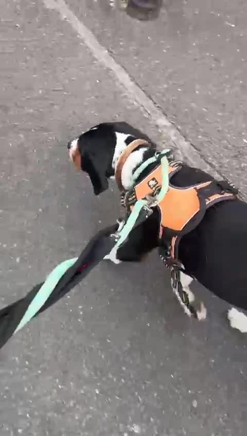 Mixed Breed dogs for adoption: Bingo, male, 1.5 years old, good with dogs  in Swindon - Video 2