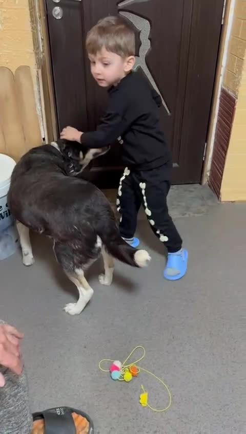 Mixed Breed dogs for adoption: ELSA -  a Special Girl who hates the Prison - Video 2