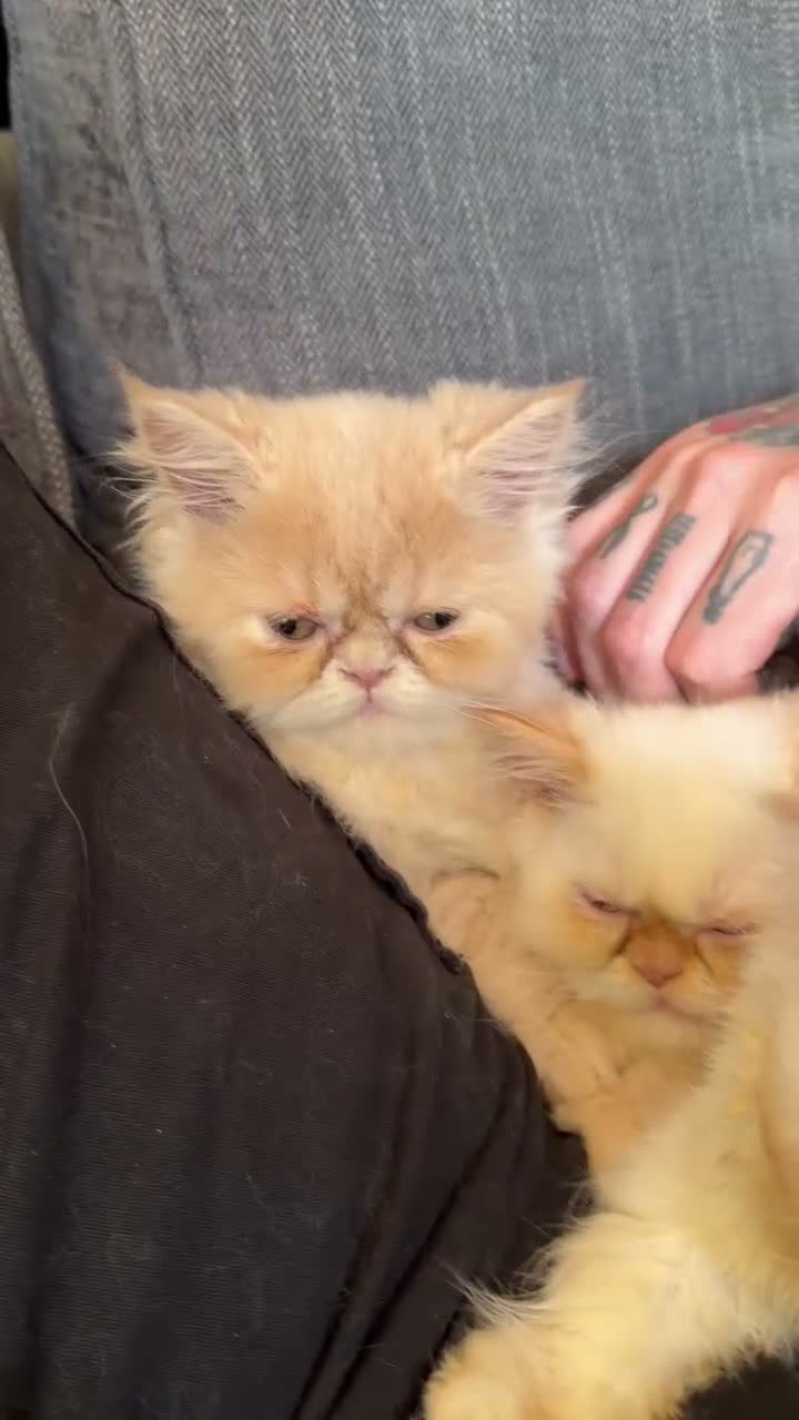 Persian cats for sale: Lovely Persian kittens 1 girl 3 boys  in Telford - Video 2