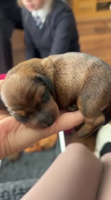 Miniature Dachshund dogs for sale: CH sired PRA IVDD mini smooth haired Dachshunds   - Video 1