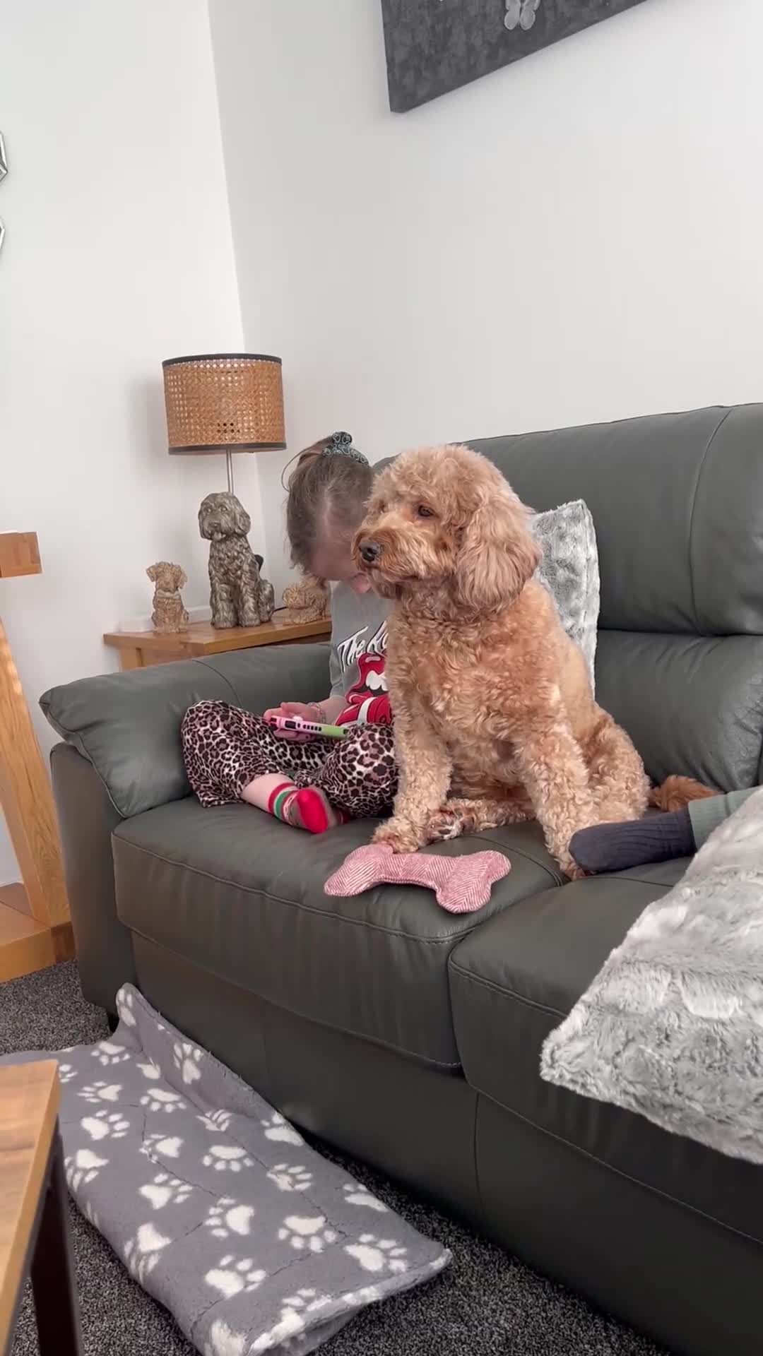 Cavapoo dogs for sale: F1B OUTSTANDING RARE RAINBOW 🌈 BABIES (Cavapoo)  - Video 2