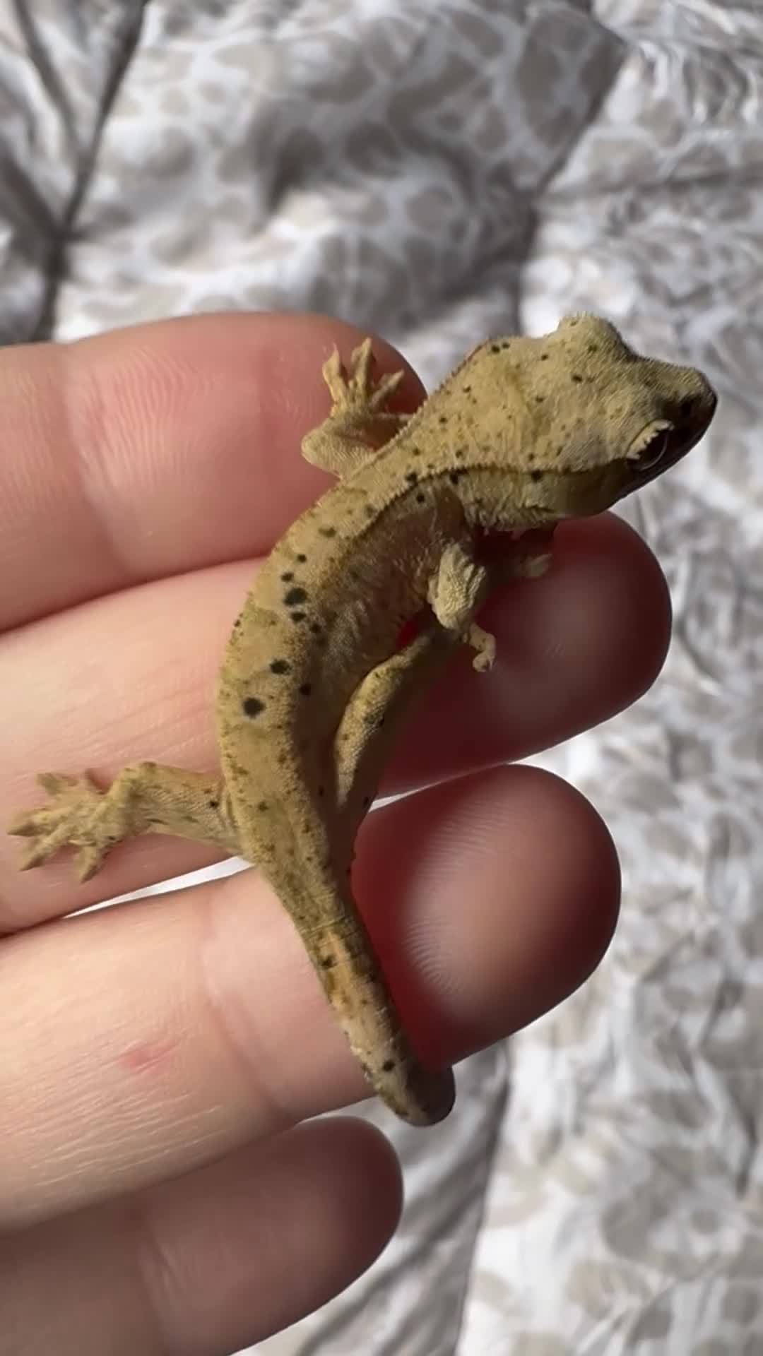 Gecko reptiles for sale: Crested geckos for sale! - Video 4