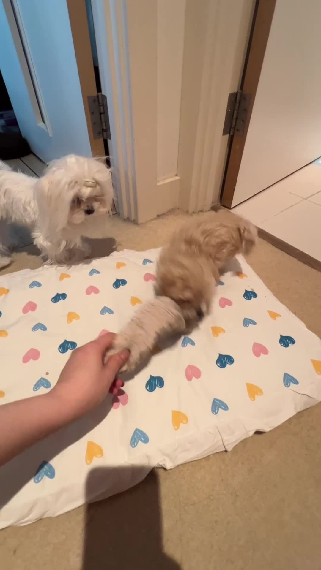 Maltipoo dogs for sale: family pet litter Mini Maltipoo puppies  - Video 3