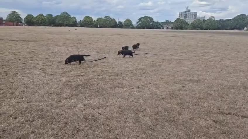 German Shepherd dogs for sale: KC Register German Shepherd puppies  - Video 1