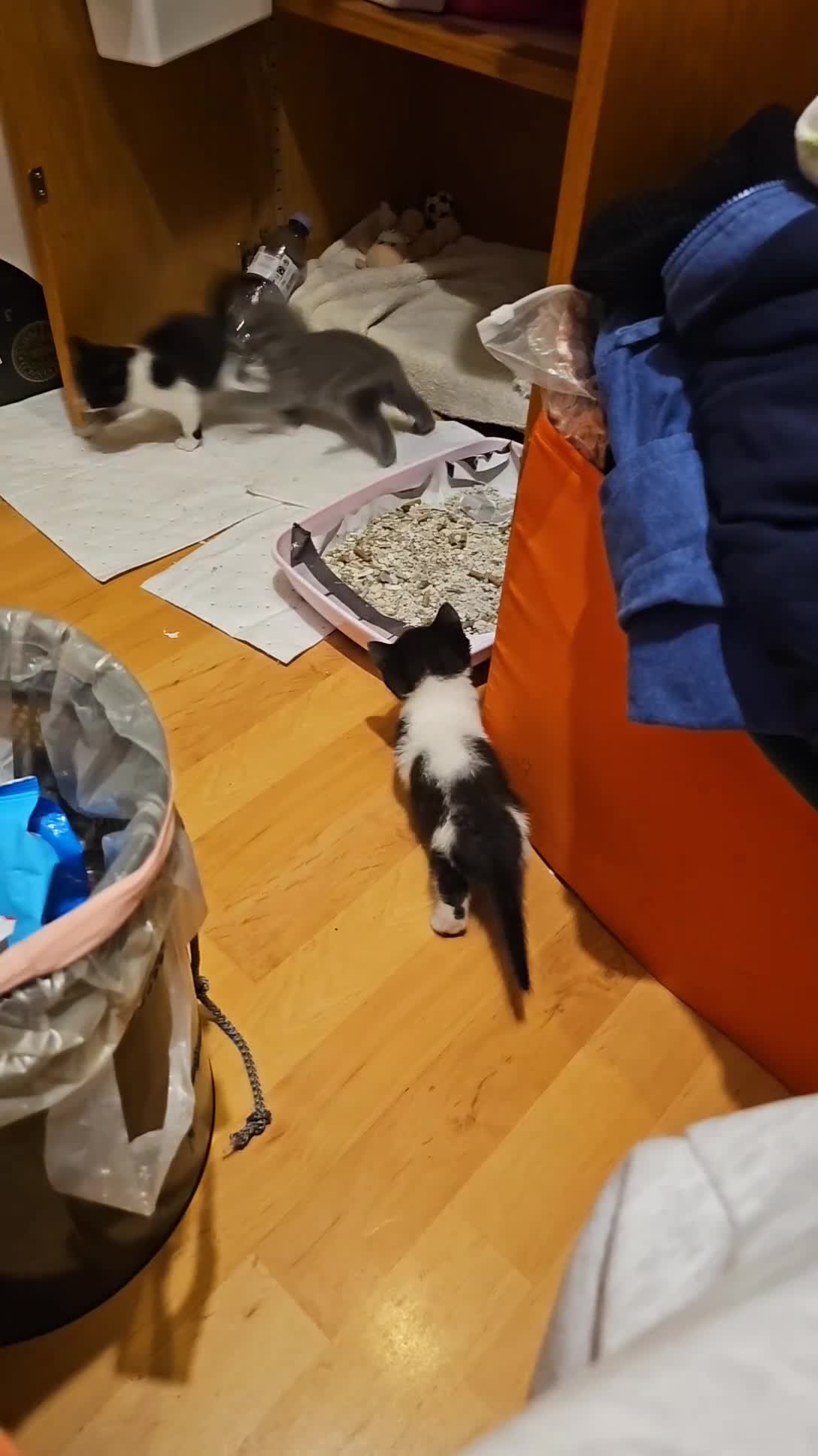 British Shorthair cats for sale: 4 cute kittens  - Video 2