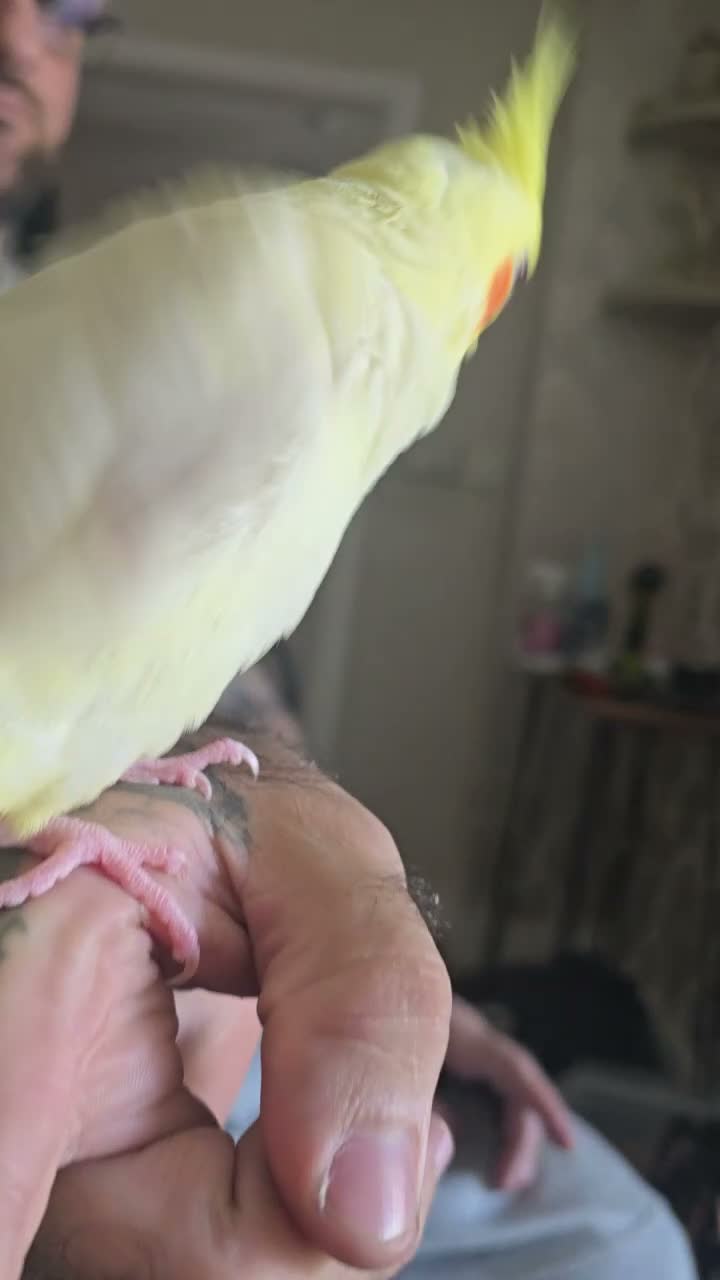 Cockatiels birds for sale: Cockatiel  - Video 1