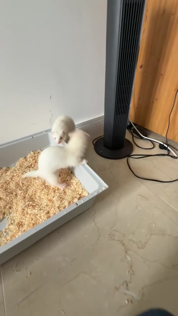 Ferret rodents for sale: 2 ferrets and 1 cage in Bedford - Video 2