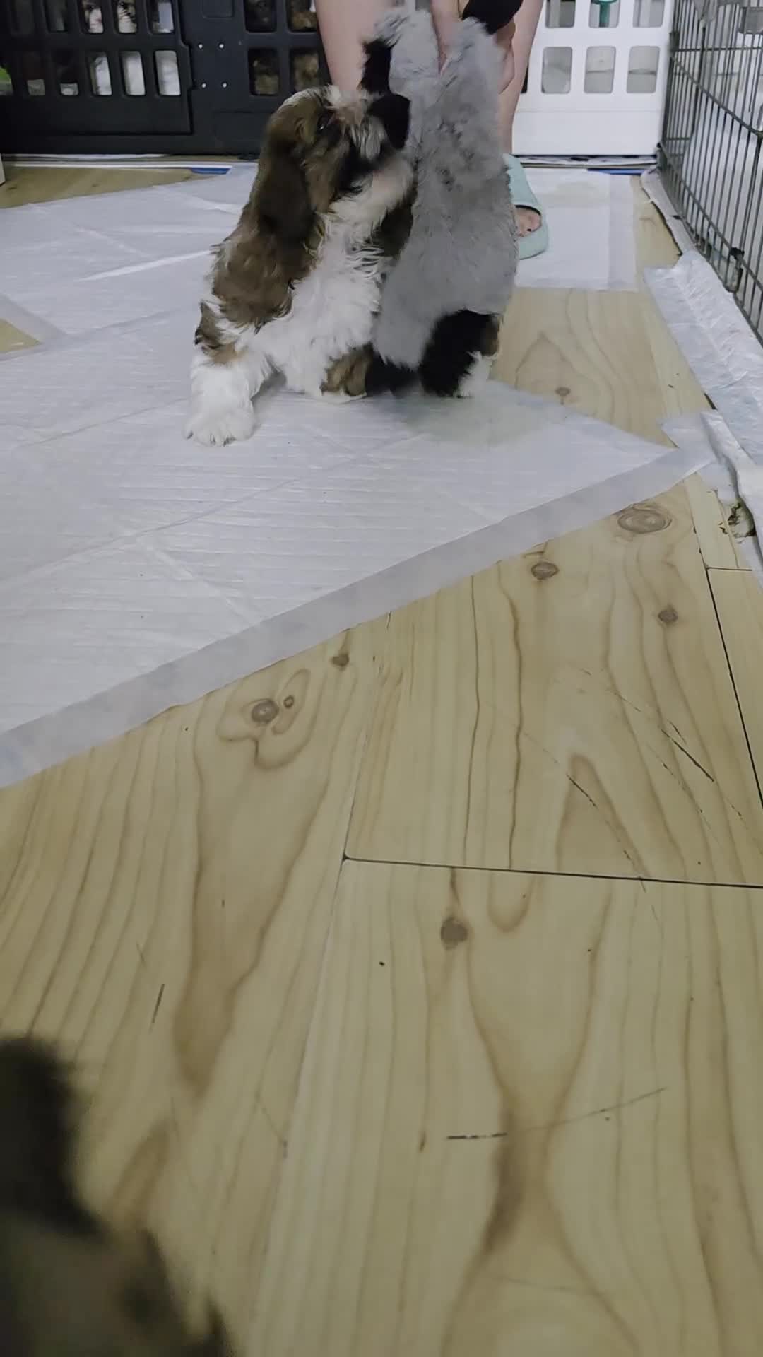 Shih Tzu dogs for sale: SHIH TZU PUPPY BOY LIVER GENE KC REG  - Video 1