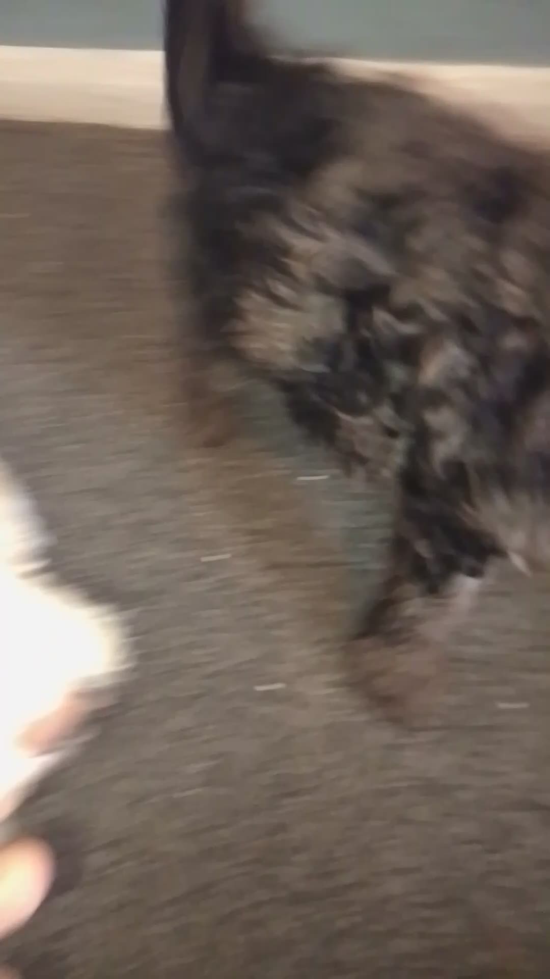 Cockapoo dogs for sale: Cockerpoos for sale - Video 1