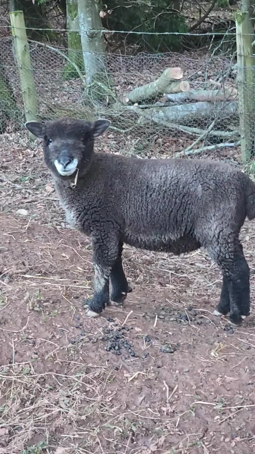 Sheep livestock for sale: Selection of Very tame sheep  in Laurencekirk - Video 2