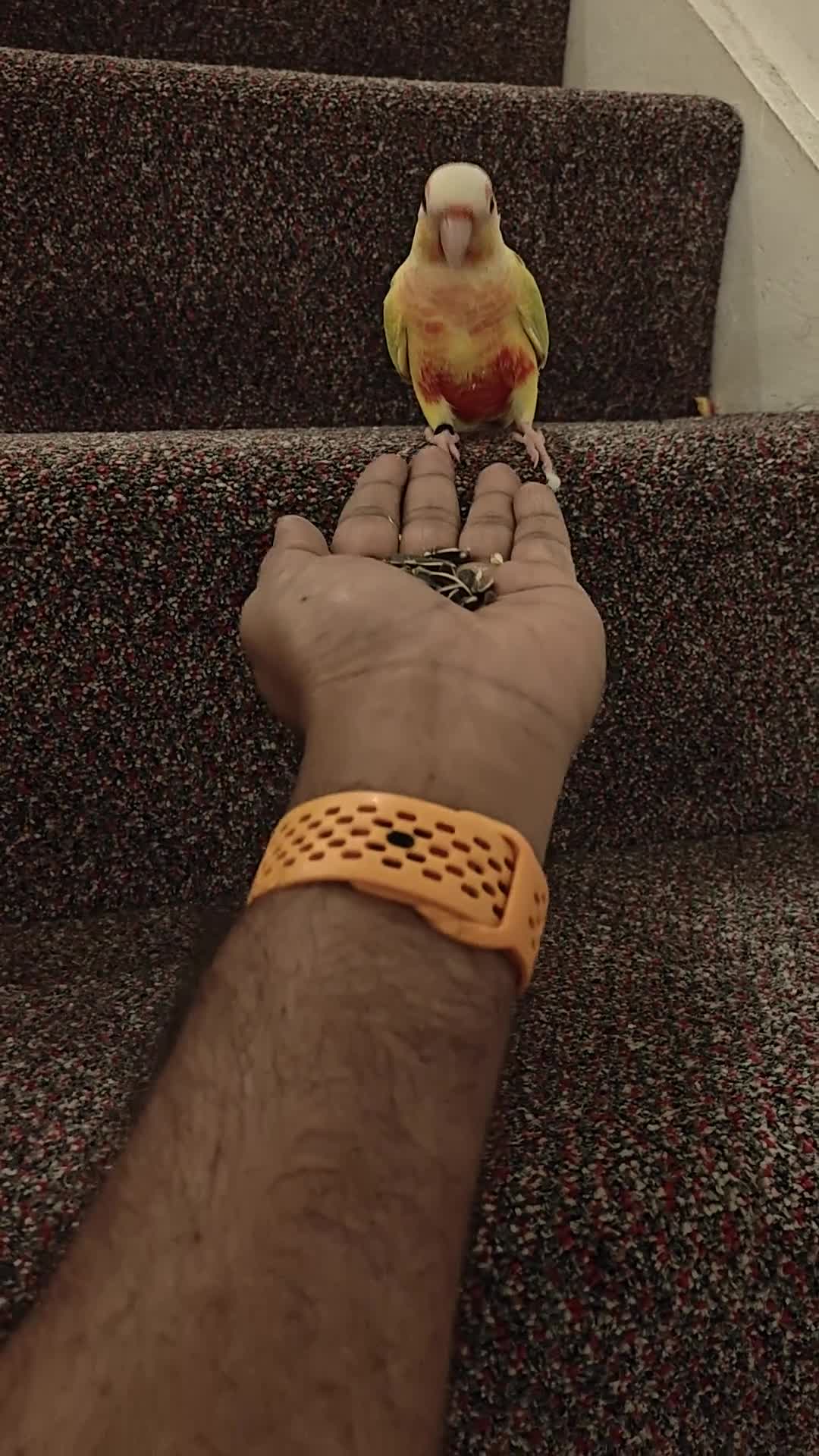 Conures birds for sale: Beautiful tammed Suncheek conure - Video 1