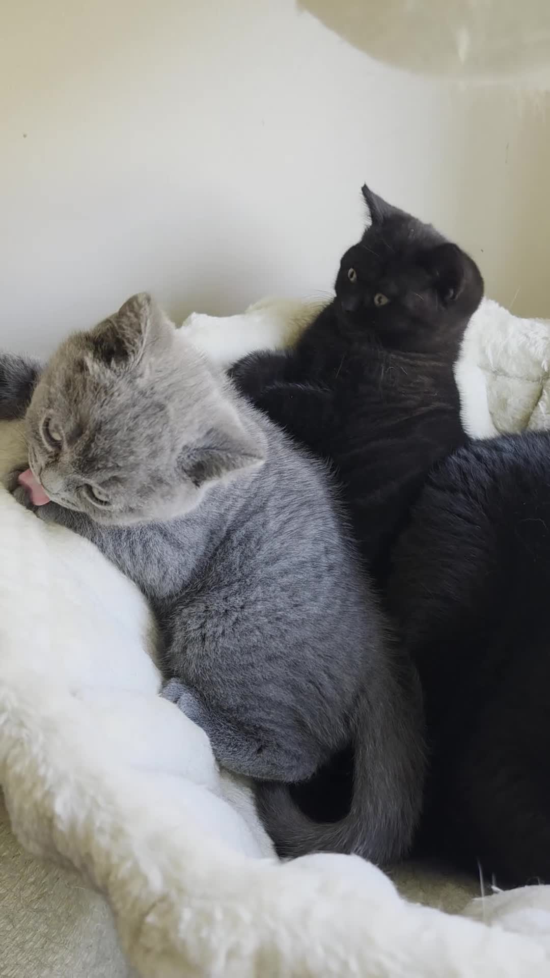 British Shorthair cats for sale: British shorthair kittens  - Video 1