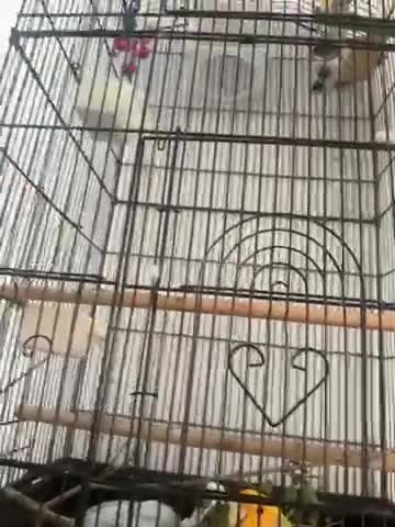 Lovebirds birds for sale: Australian lovebird  in London - Video 1