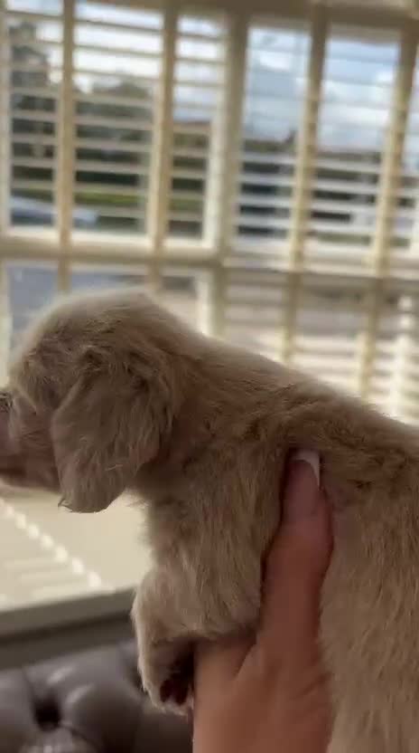 Miniature Dachshund dogs for sale: Ee cream miniature Dadchound  - Video 3