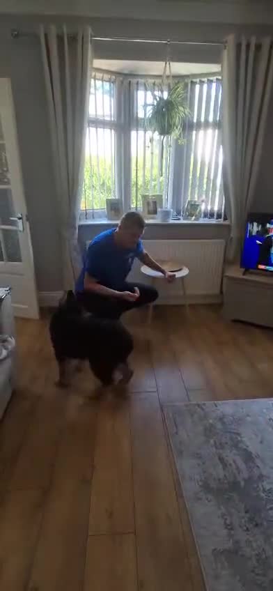 German Shepherd dogs for sale: Long haired German shepard - Video 2