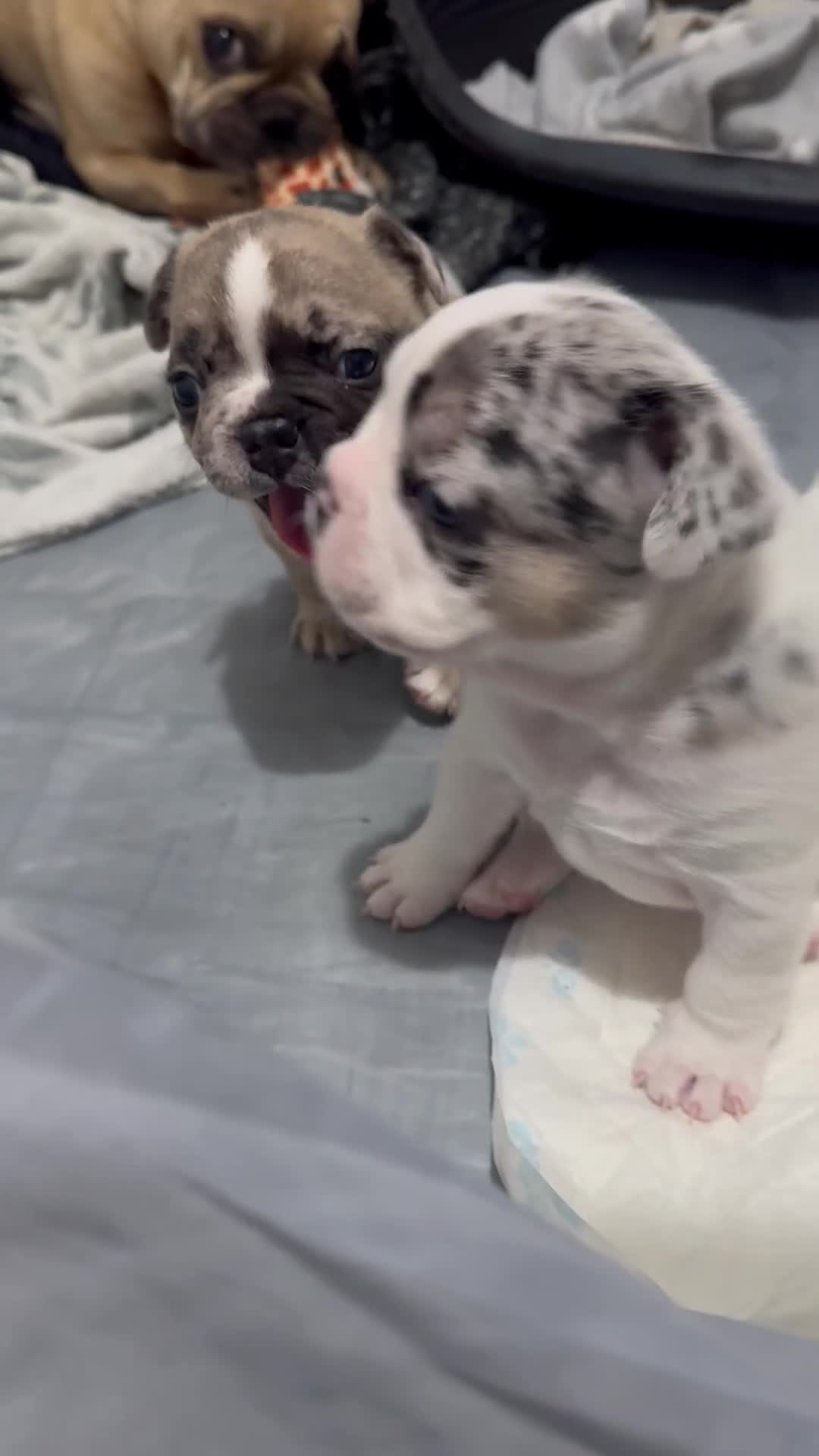 French Bulldog dogs for sale: Last in the litter looking for his new home  - Video 1