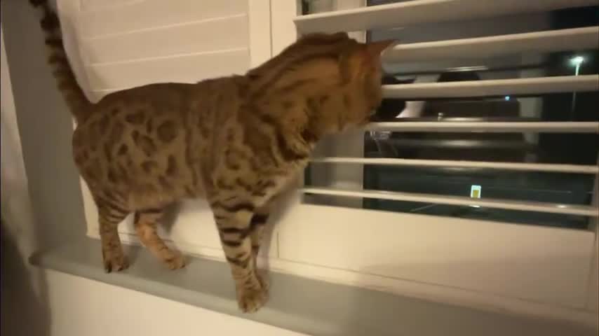 Bengal cats for sale: Beautiful Pure Bengal  - Video 2