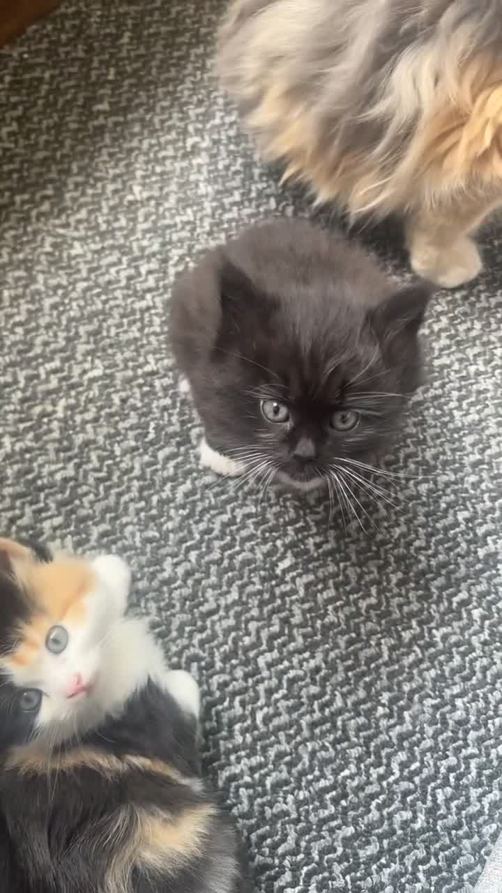 British Longhair cats for sale: 🐈‍⬛ British Longhair Mix Brother & Sister 🐈‍⬛  - Video 3