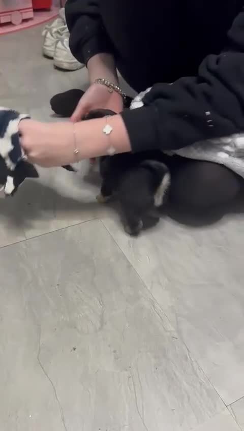 Pug dogs for sale: Pug 1 boy kc  - Video 3