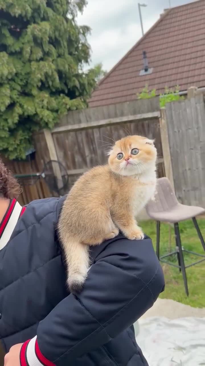 Scottish Fold cats for sale: British Shorthaired Golden Cats in Walsall - Video 1