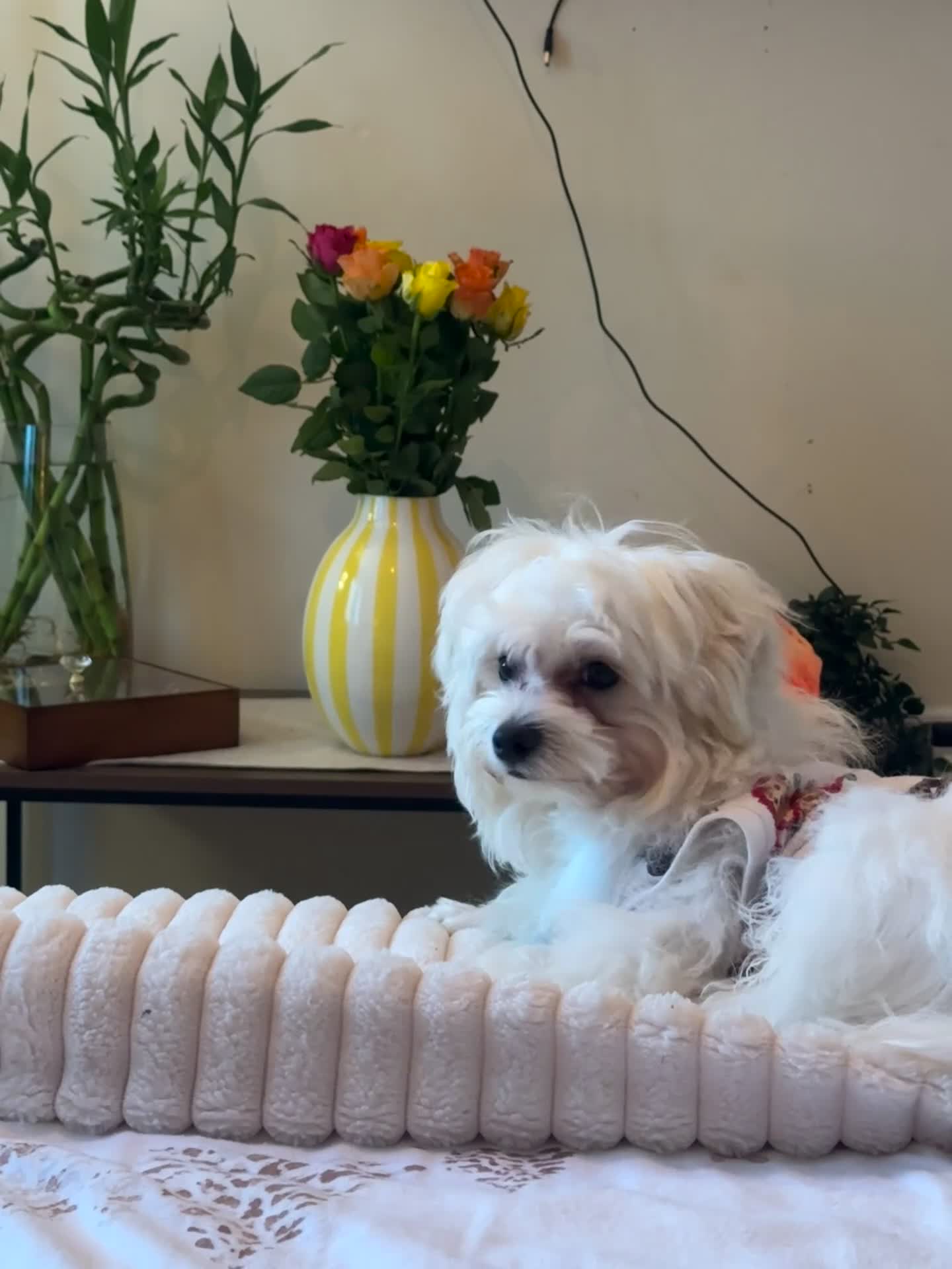 Maltese dogs for sale: 10month Maltese  - Video 1