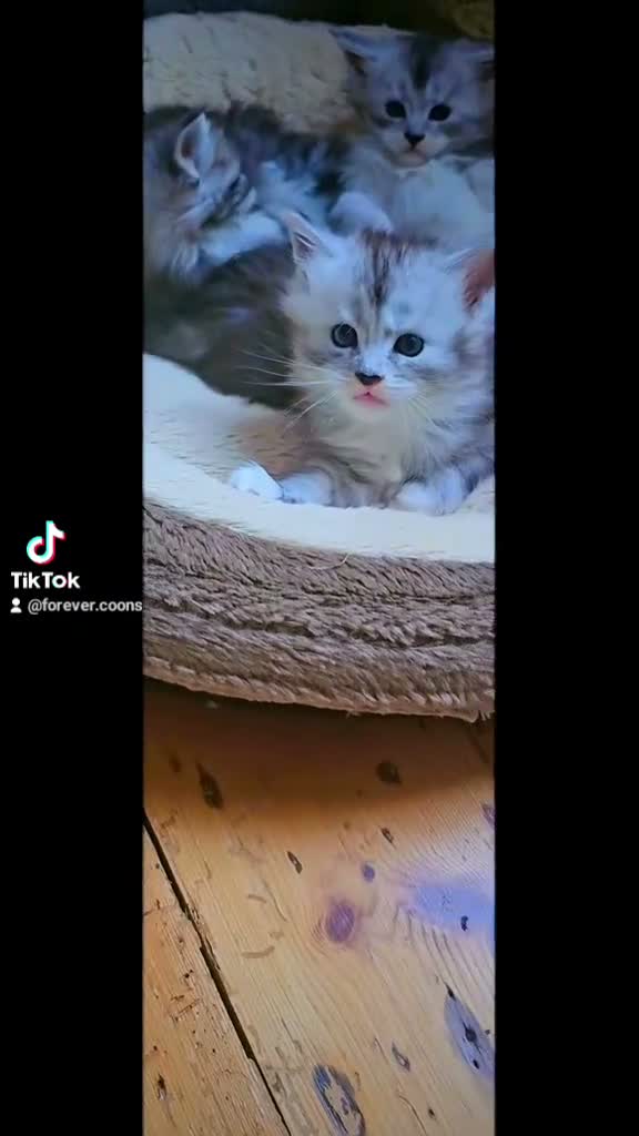 Maine Coon cats for sale: Beautiful TICA Purebred Maine Coon Kittens - Video 1
