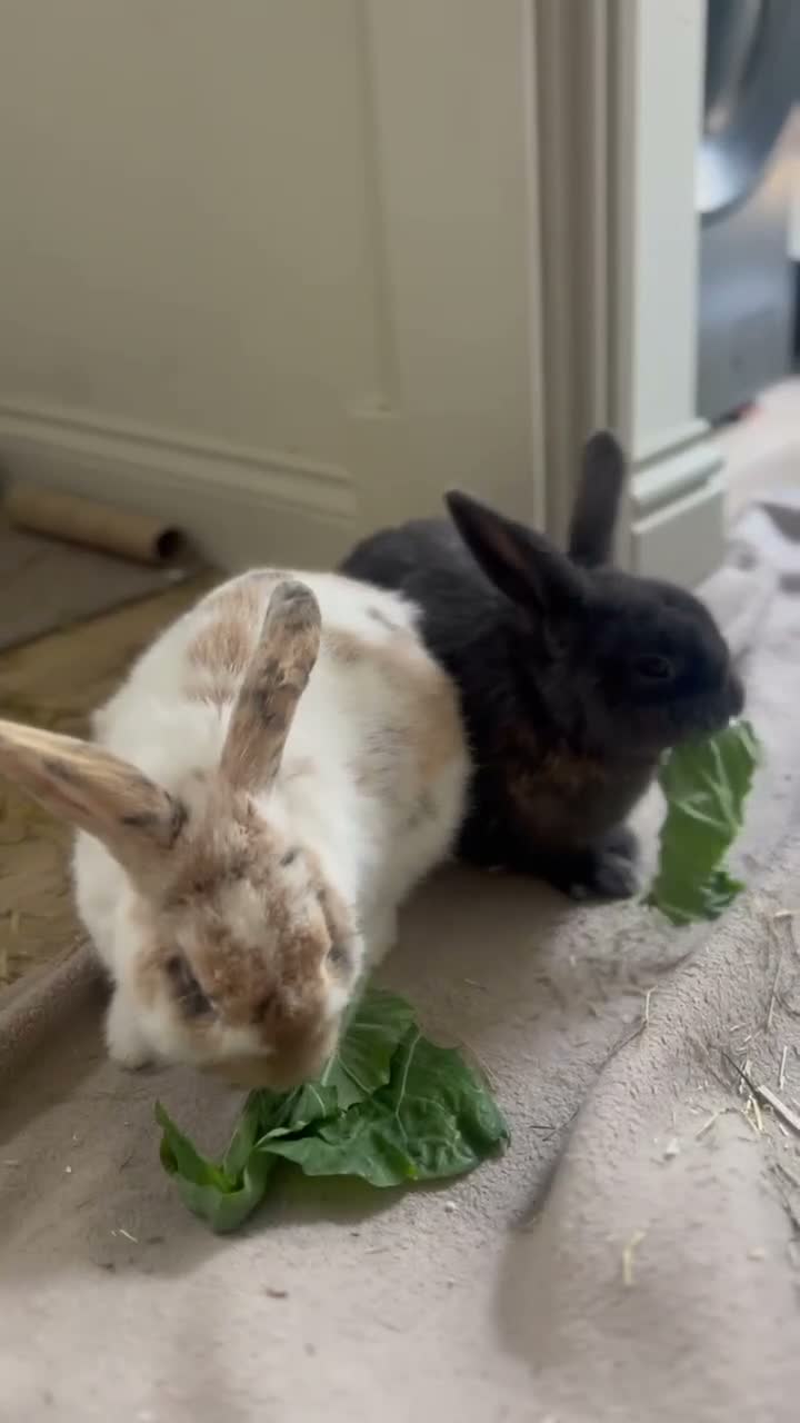 Mixed Breed rabbits for sale: 2 sweet natured and well bonded male rabbits in Torquay - Video 1