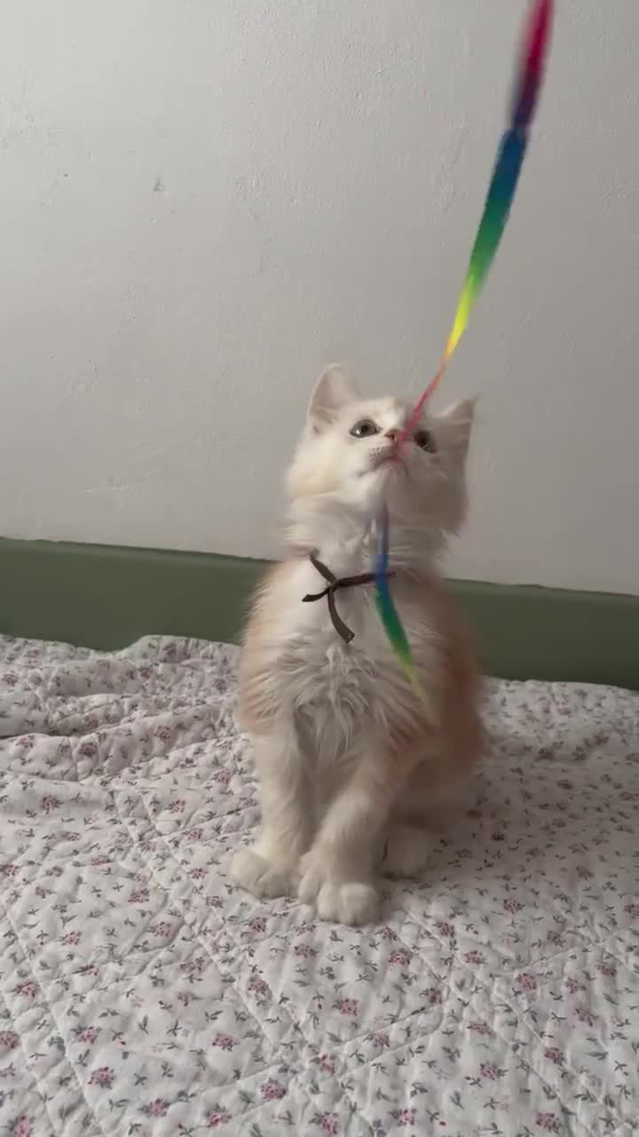 Maine Coon cats for sale: Polydactyl Full Maine Coon Kittens - Video 5