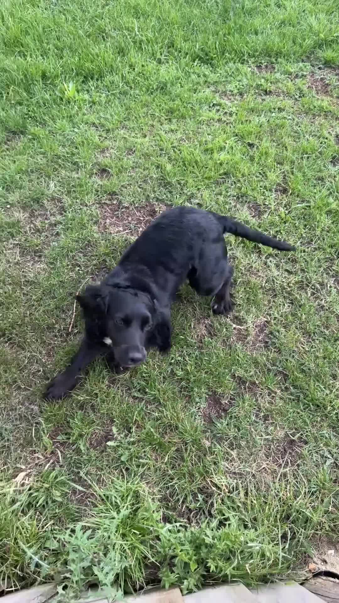 Cocker Spaniel dogs for sale: Cocker spaniels for sale  in St Albans - Video 1