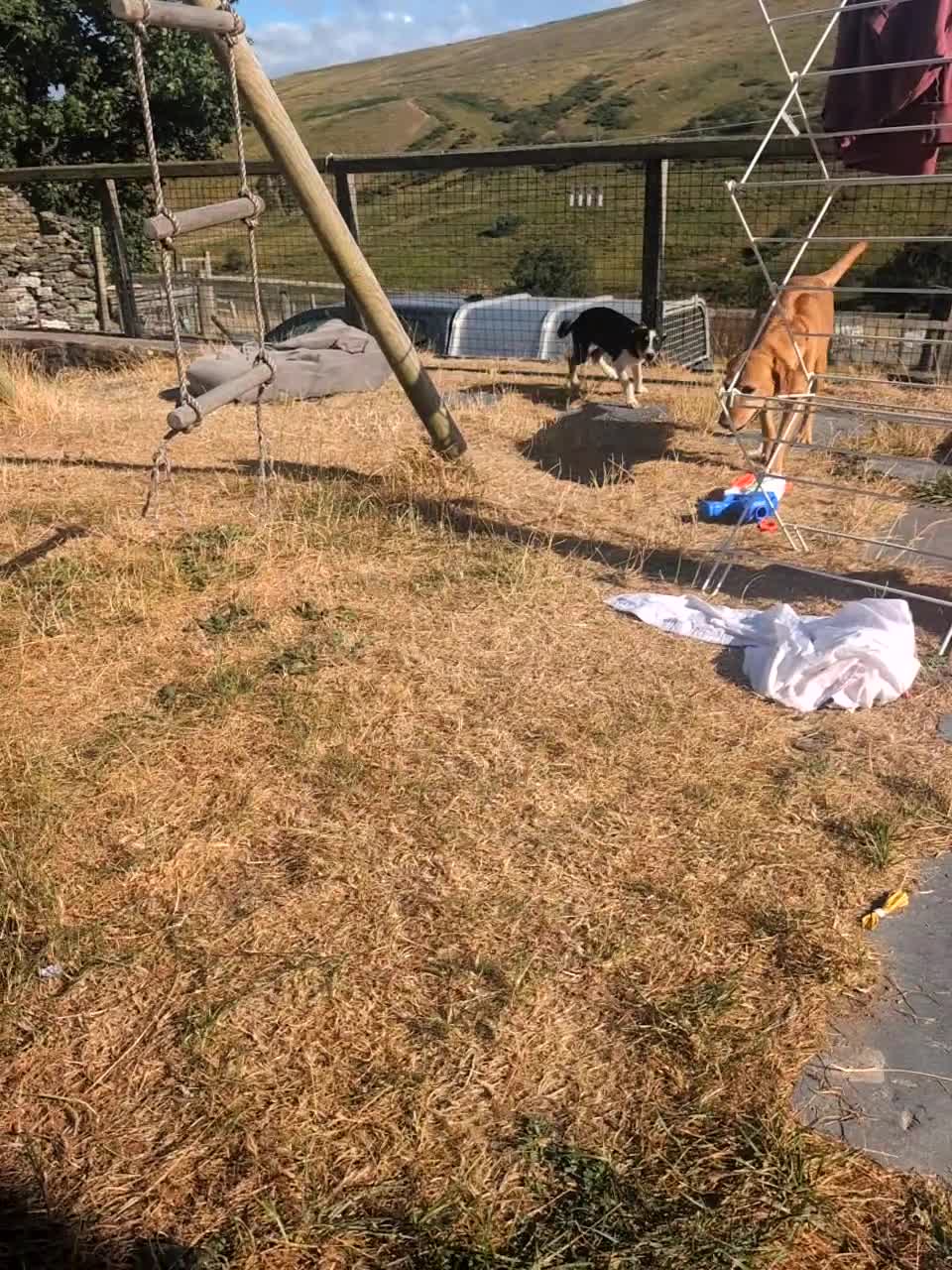 Borador dogs for sale: *ONE BOY LEFT. Boradors pups *READY NOW* - Video 2