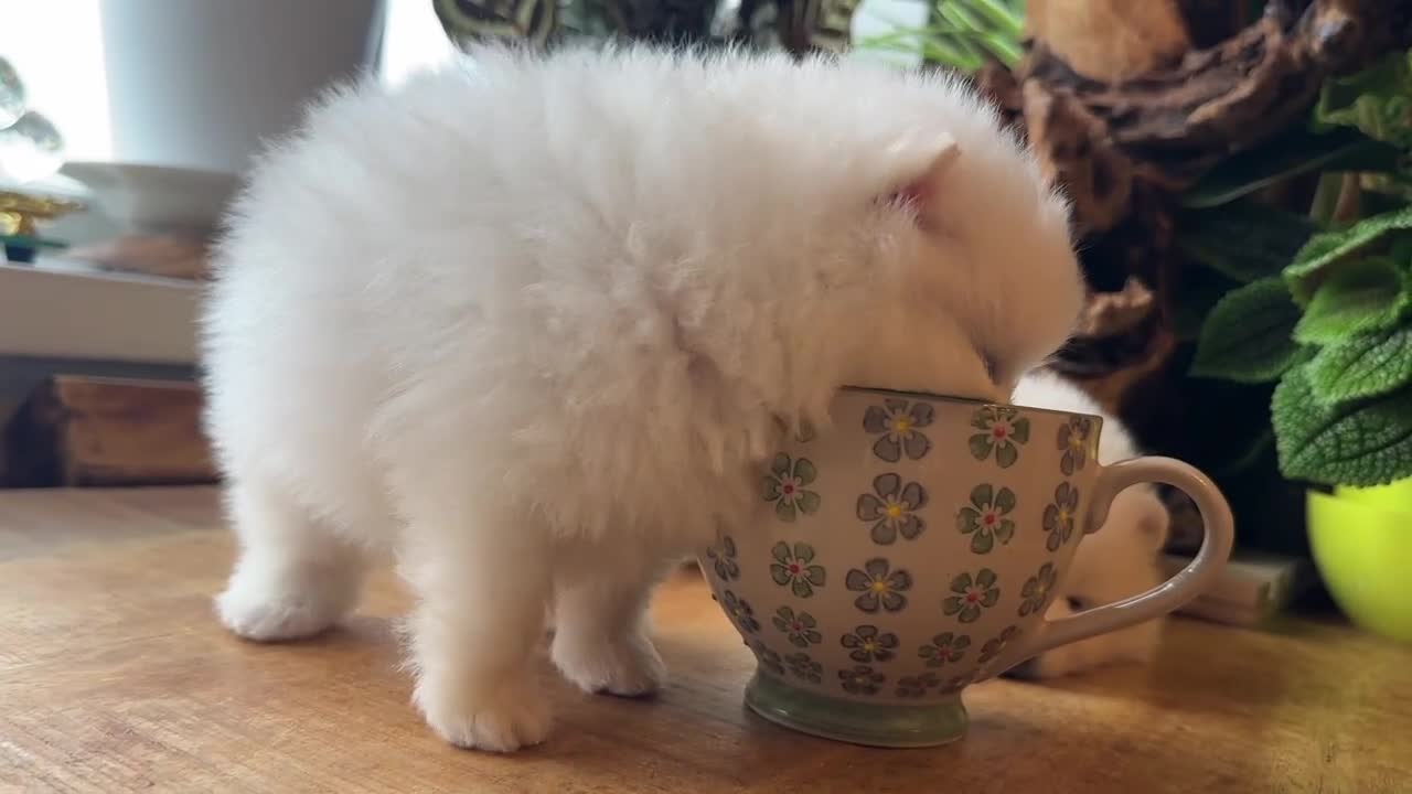 Pomeranian dogs for sale: KC white pomeranians  for reservation!  - Video 1