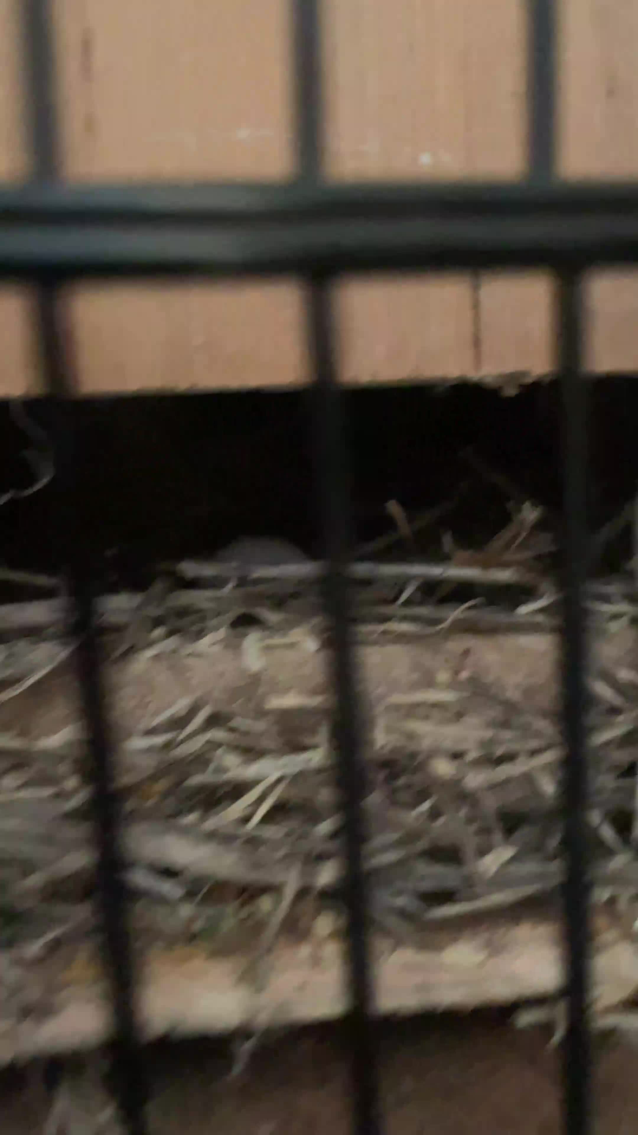 Mixed Breed birds for sale: Love birds and cockatiels Next - Video 2