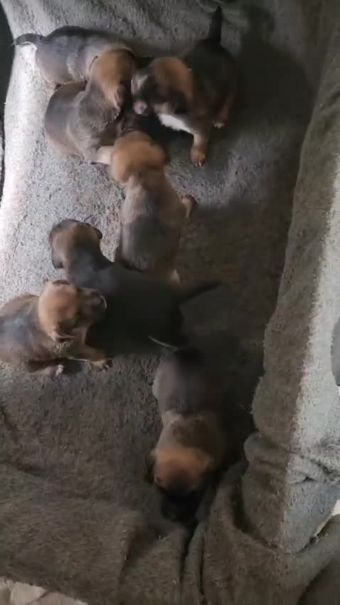 Mixed Breed dogs for sale: Six lovely Borderjack puppies available - Video 2