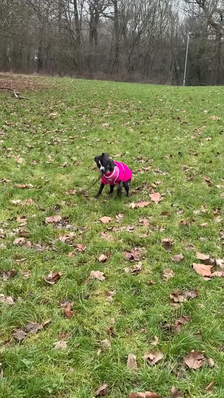 Mixed Breed dogs for sale: 7 month old Callie  - Video 2
