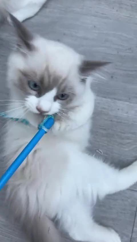 Ragdoll cats for sale: Male Ragdoll kittens - Video 1