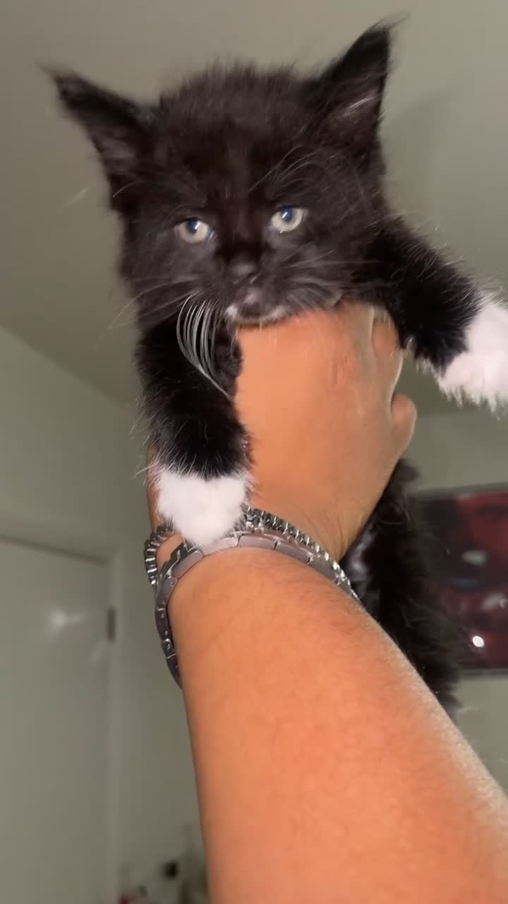 Mixed Breed cats for sale: Urgent home needed  - Video 4