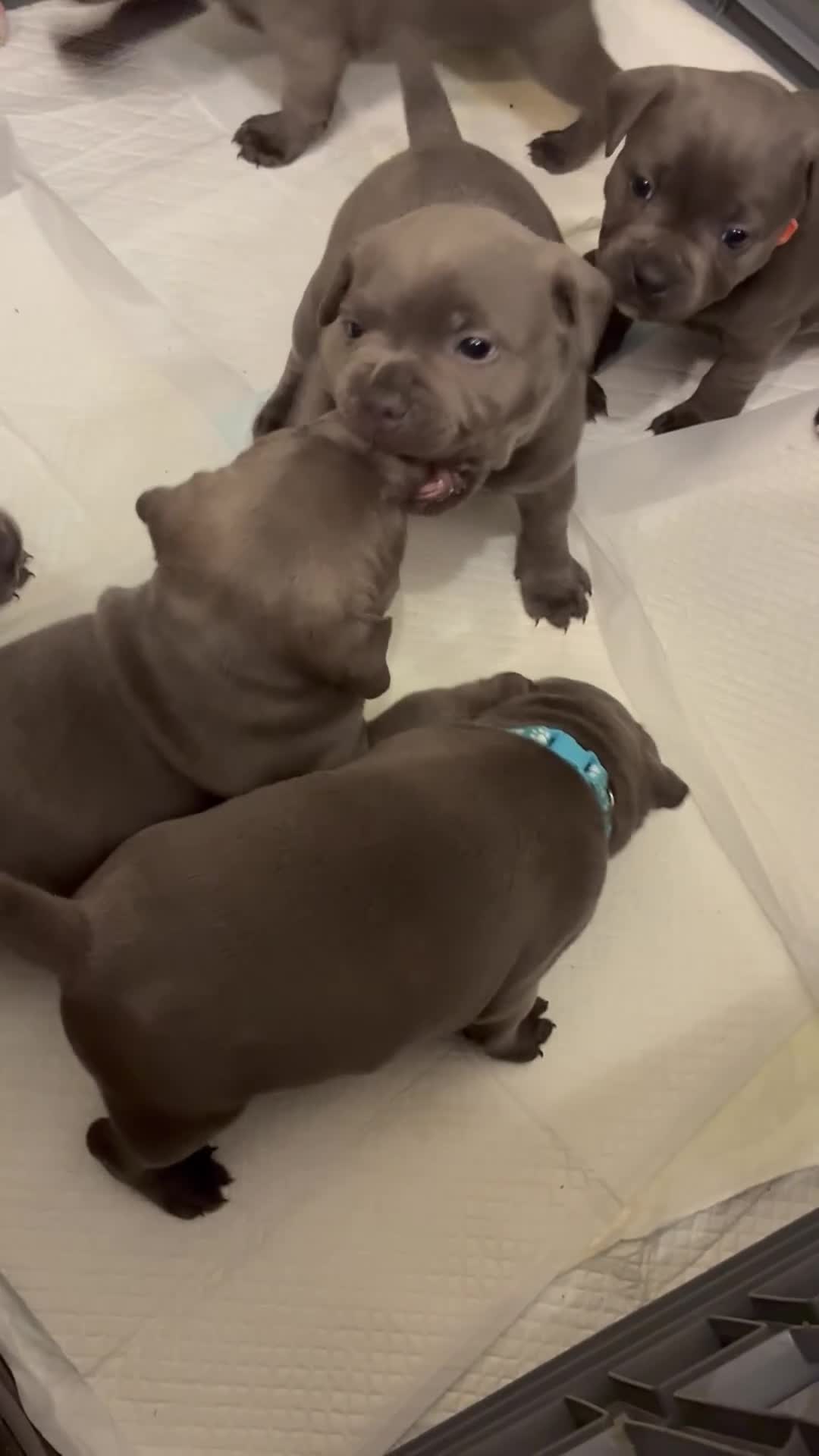 Staffordshire Bull Terrier dogs for sale: Pedigree Blue Staffordshire pups - Video 1