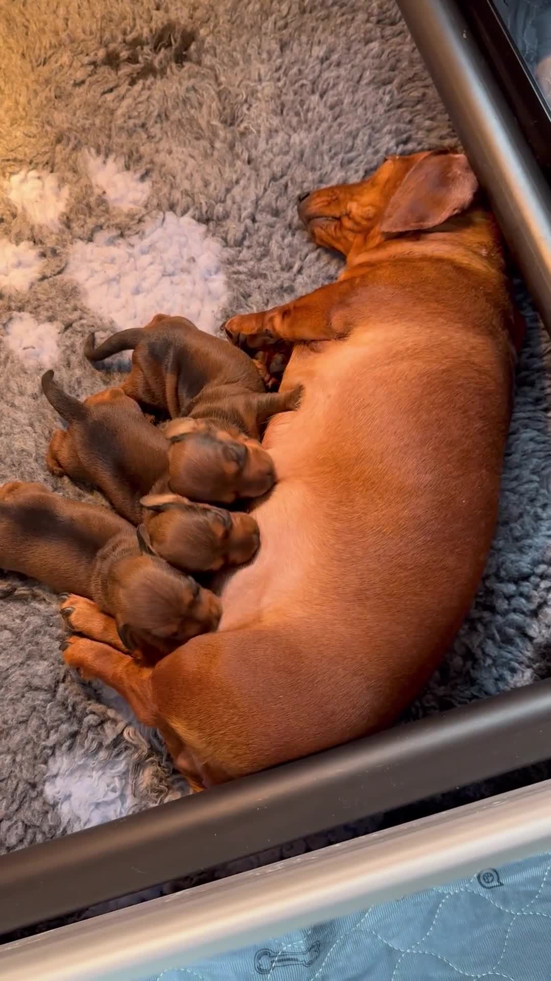 Miniature Dachshund dogs for sale: Smooth Haired Miniature Dachshunds - Video 1