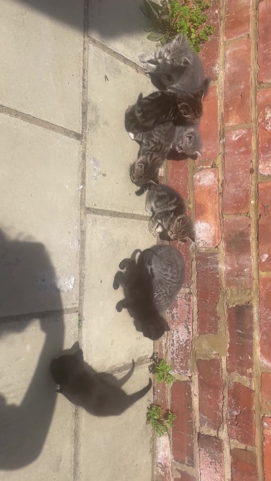 Mixed Breed cats for sale: AVAILABLE SECOND WEEK OF SEPTEMBER  - Video 1