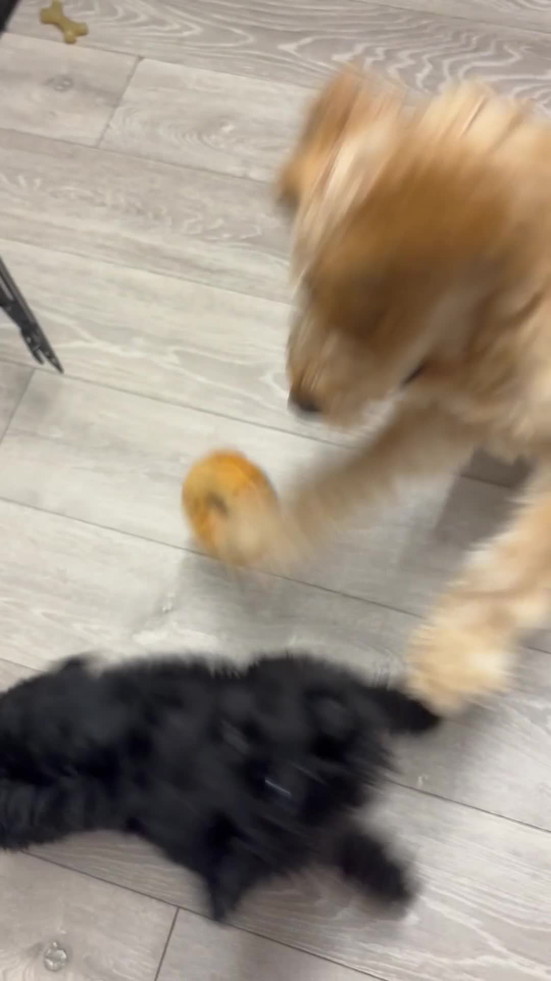 Pugapoo dogs for sale: Teddie the pugapoo in Spalding - Video 1