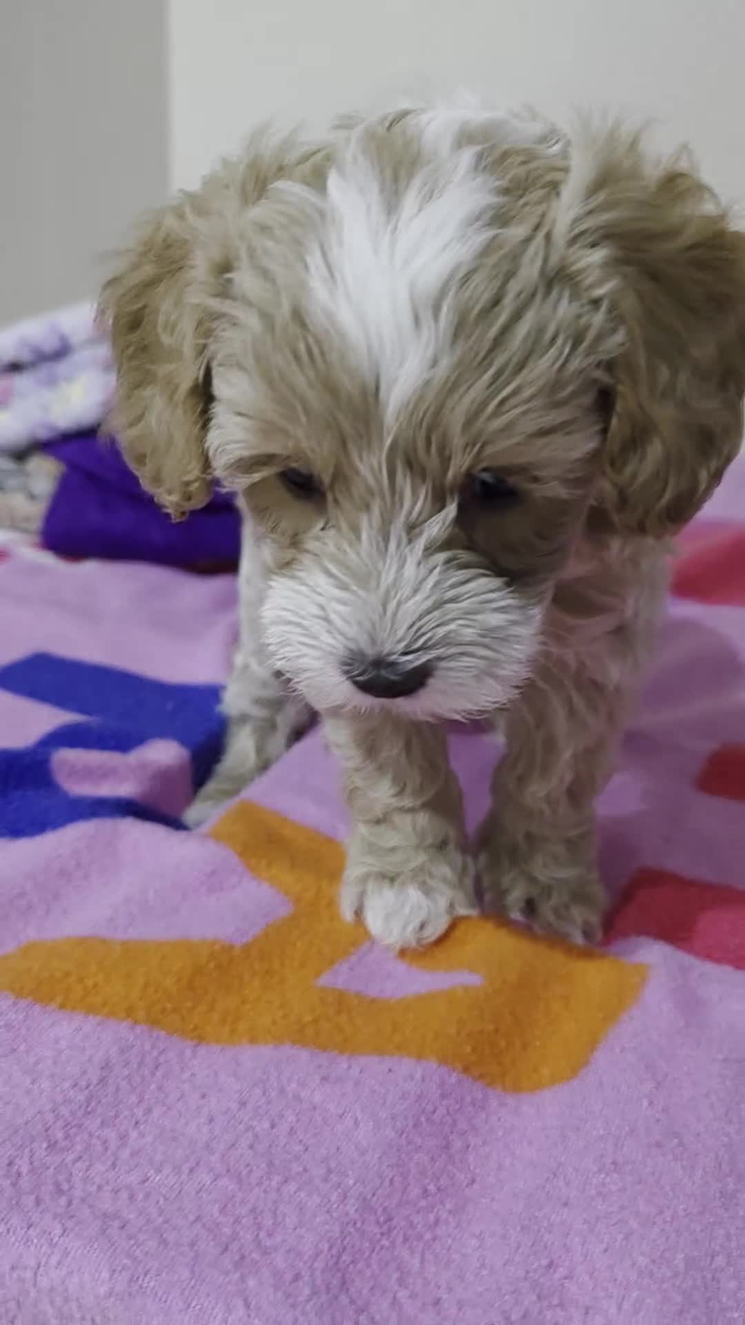 Maltipoo dogs for sale: Maltipoo/toy poodle  - Video 3