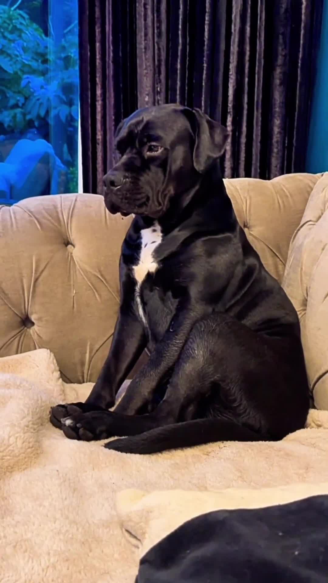 Cane Corso dogs for sale: Roxy- 4 year old Female.  - Video 1