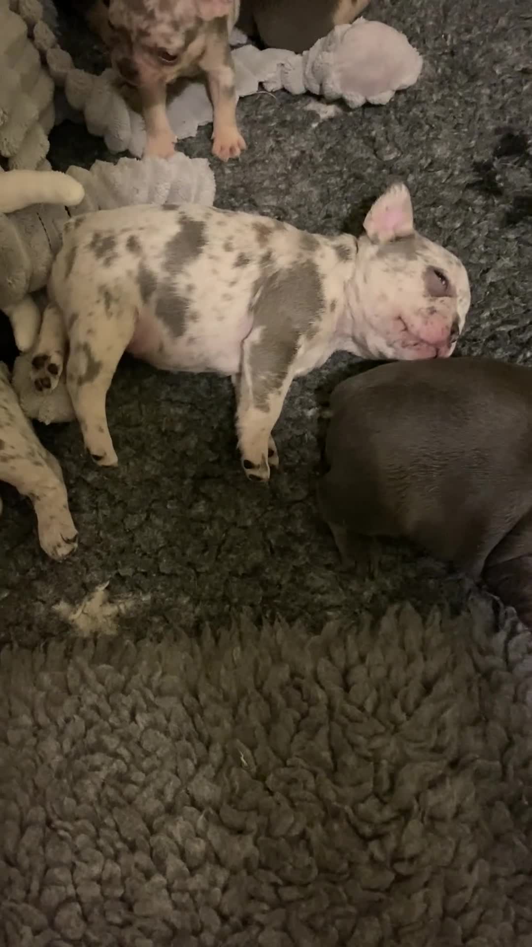 French Bulldog dogs for sale: Stunning healthy French bulldog pups - Video 4
