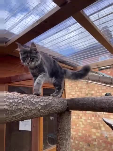 Maine Coon cats for sale: Active Maine Coon Blue Tabby Female - Video 1