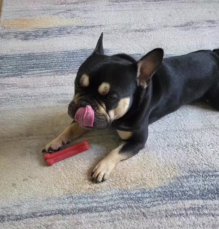 French Bulldog dogs for stud: Full frenchie Valentino  in Feltham - Video 1