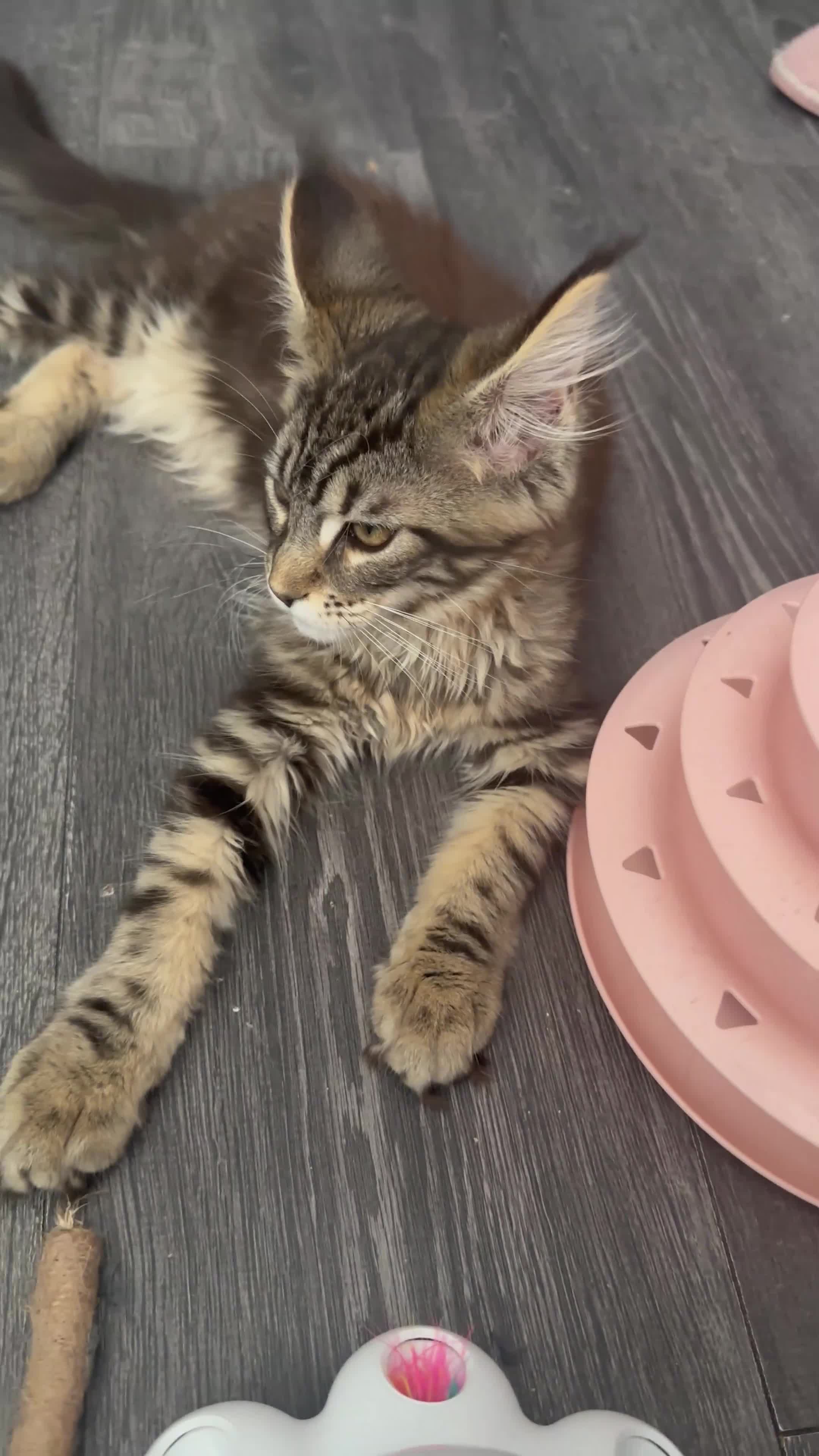 Maine Coon cats for sale: XXL Maine Coons Kittens Champion Sired  - Video 3