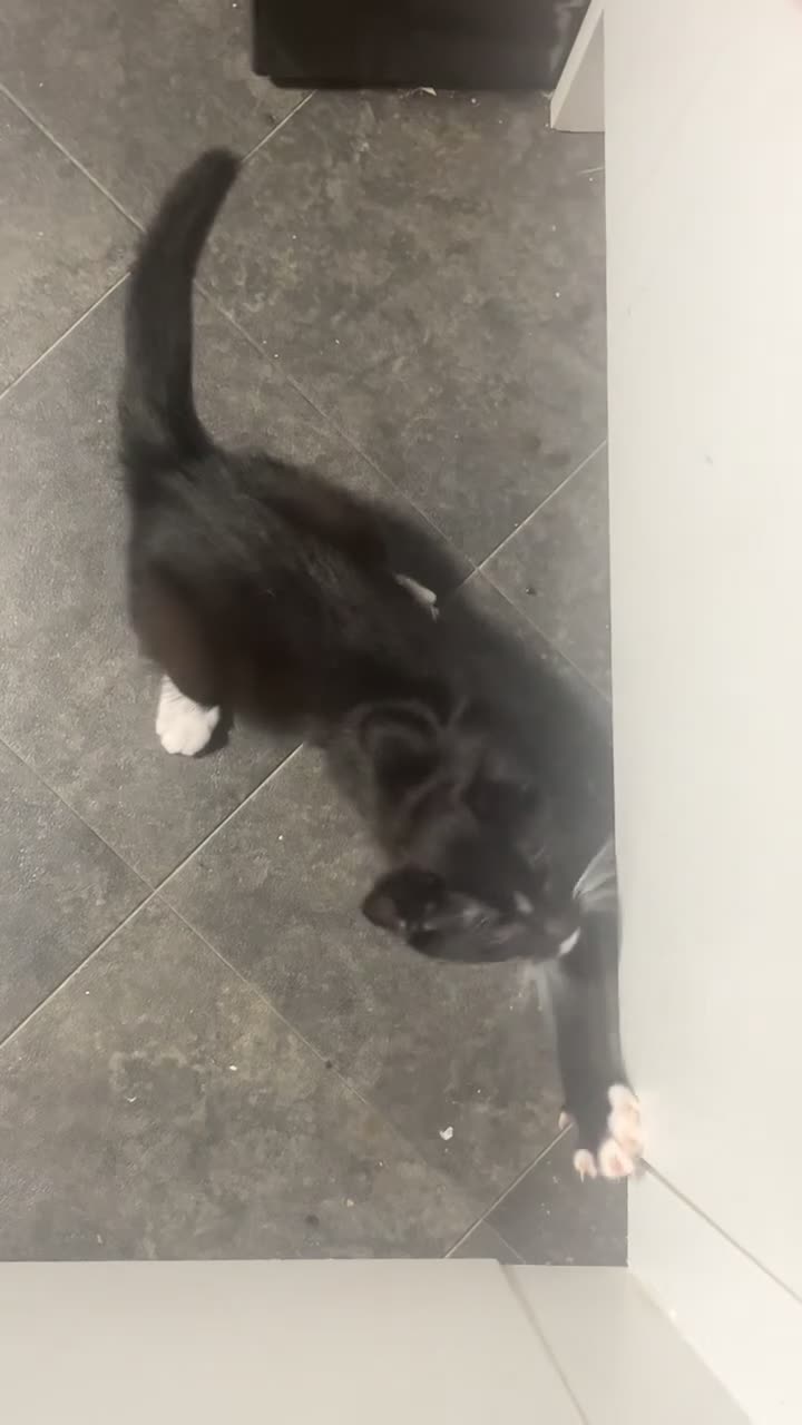 Mixed Breed cats for sale: tuxedo male kitten for sale! in Leyland - Video 1