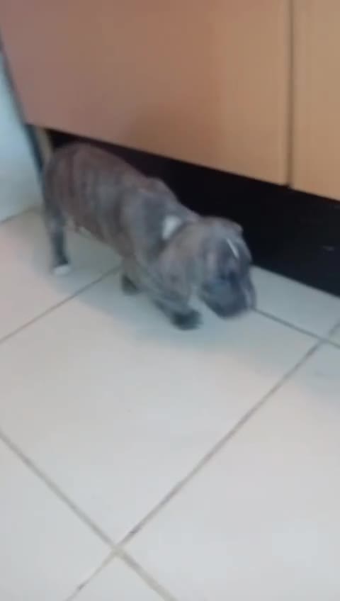 Mixed Breed dogs for sale: Puppies for sale  - Video 4